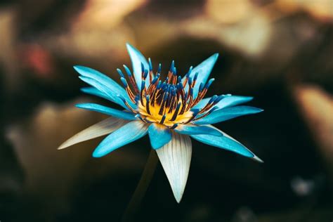Divine Flora: 7 Plants with Spiritual Properties – Sea of Solace.
